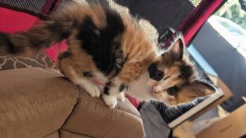 Hopscotch -  Calico and Domestic Medium Hair Cat for Adoption in Buford, Georgia - Hopscotch | PetCurious