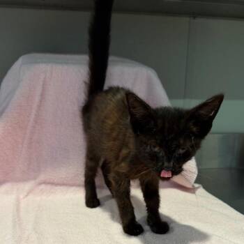 IVHS-Stray-141762 -  Domestic Short Hair Cat for Adoption in San Gabriel, California - IVHS-Stray-141762 | PetCurious