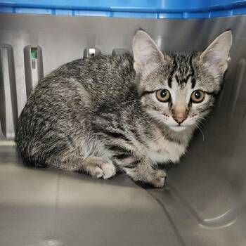 Honeydew -  Domestic Short Hair Cat for Adoption in Clearwater, Florida - Honeydew | PetCurious