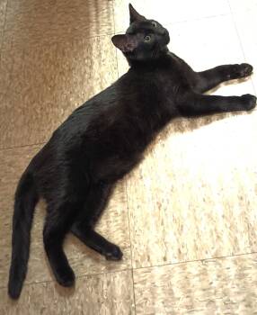Domestic Short Hair Cats Available for Adoption in Herndon, Virginia - Jethro | PetCurious