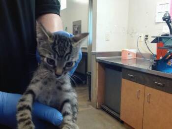 A922481 -  Domestic Short Hair Cat for Adoption in Sacramento, California - A922481 | PetCurious
