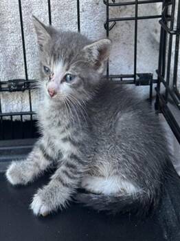 A2476996 -  Domestic Short Hair Cat for Adoption in Fort Lauderdale, Florida - A2476996 | PetCurious