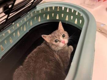 Minerva -  Domestic Short Hair Cat for Adoption in Kansas City, Missouri - Minerva | PetCurious