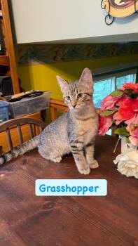 Grasshopper -  Domestic Short Hair Cat for Adoption in Crown Point, Indiana - Grasshopper | PetCurious