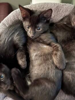 Sally -  Domestic Short Hair Cat for Adoption - Sally | PetCurious