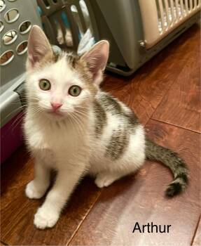 Domestic Short Hair Cats Available for Adoption - Arthur | PetCurious