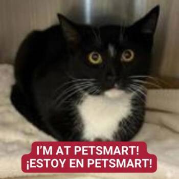 Domestic Short Hair Cats Available for Adoption - Swordfish | PetCurious