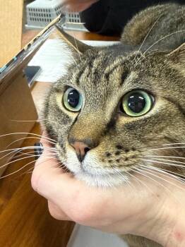 Domestic Short Hair Cats Available for Adoption - Golden | PetCurious
