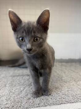 Mr. Guy -  Domestic Short Hair Cat for Adoption in San Antonio, Texas - Mr. Guy | PetCurious