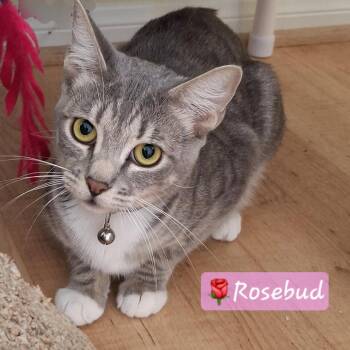 Rosebud -  Domestic Short Hair and Russian Blue Cat for Adoption in Yorba Linda, California - Rosebud | PetCurious