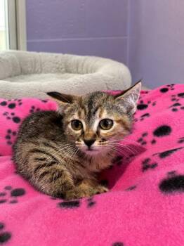 Maple -  Domestic Long Hair Cat for Adoption in Chattanooga, Tennessee - Maple | PetCurious