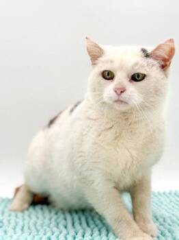 Domestic Short Hair Cats Available for Adoption in Bowling Green, Kentucky - Bonnie (Bonded W/ Bubba) | PetCurious