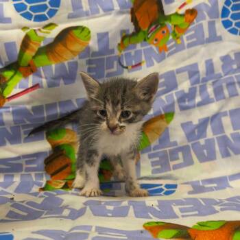 Rescue Domestic Short Hair Cats for Adoption in San Antonio, Texas - Zion | PetCurious