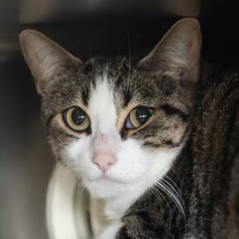 Domestic Short Hair Cats Available for Adoption in Middletown, Rhode Island - Peso | PetCurious