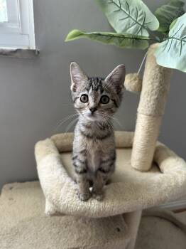 Rescue Tabby and Domestic Short Hair Cats for Adoption in Aurora, Indiana - Kitty Blooms : Bud | PetCurious