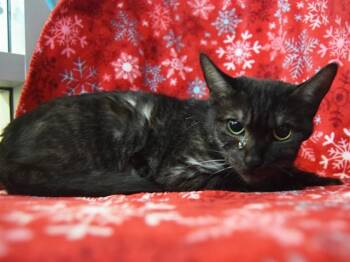 Domestic Short Hair Cats Available for Adoption - SMOKEY | PetCurious