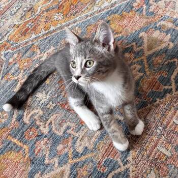 Tippy -  Domestic Medium Hair Cat for Adoption in Mondovi, Wisconsin - Tippy | PetCurious