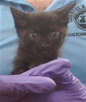 MUISHY -  Domestic Short Hair Cat for Adoption in Doral, Florida - MUISHY | PetCurious
