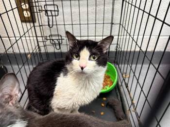 Domestic Short Hair Cats Available for Adoption in Antioch, California - THEODORE ROOSEVELT | PetCurious