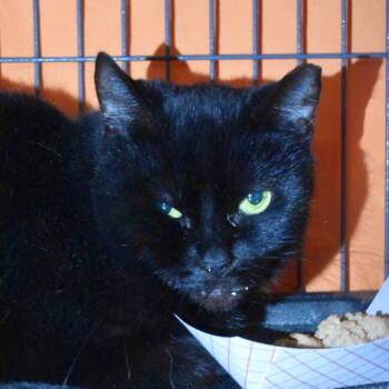 Rescue Domestic Short Hair Cats for Adoption in Port Charlotte, Florida - Eeny | PetCurious