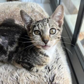 Desi -  Domestic Short Hair Cat for Adoption in Jupiter, Florida - Desi | PetCurious