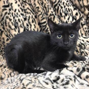 Cruller -  Domestic Short Hair Cat for Adoption in East Hampton, New York - Cruller | PetCurious
