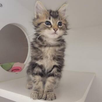 Domestic Long Hair Cats Available for Adoption in Phoenix, Arizona - Chunk | PetCurious