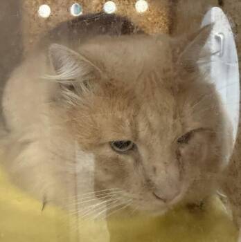 Domestic Long Hair Cats Available for Adoption - Conan (mcas) | PetCurious