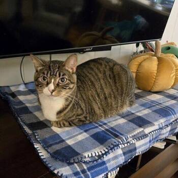 Cardee -  Domestic Short Hair Cat for Adoption in Tampa, Florida - Cardee | PetCurious