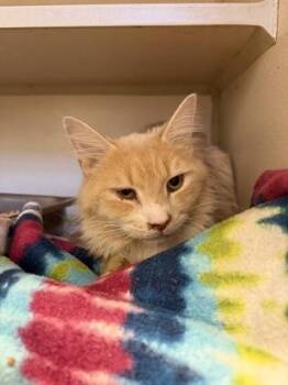 Domestic Long Hair and Domestic Short Hair Cats Available for Adoption in King William, Virginia - Cheez-it | PetCurious
