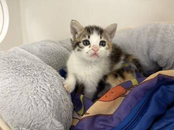 A012493 -  Domestic Short Hair Cat for Adoption in Ontario, California - A012493 | PetCurious