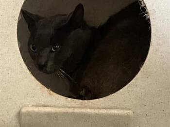 A882718 -  Domestic Short Hair Cat for Adoption in Camarillo, California - A882718 | PetCurious