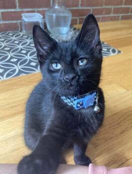 *Cole (bonded with Winston) -  Domestic Short Hair Cat for Adoption in Hudson, New Hampshire - *Cole (bonded With Winston) | PetCurious