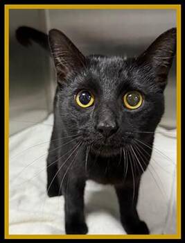 ASTRONAUT -  Domestic Short Hair Cat for Adoption in Peoria, Illinois - ASTRONAUT | PetCurious