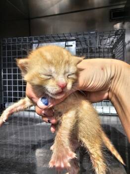 Rescue Domestic Short Hair Cats for Adoption in Dallas, Texas - NAVY | PetCurious