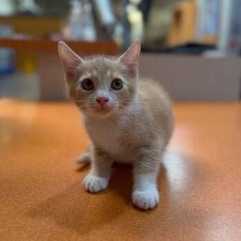 Dimples -  Domestic Short Hair Cat for Adoption in Riverside, California - Dimples | PetCurious