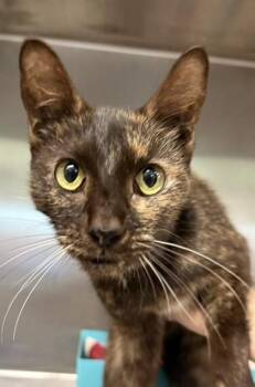 Elizabeth (E55) -  Domestic Short Hair Cat for Adoption in Lafayette, Indiana - Elizabeth (E55) | PetCurious