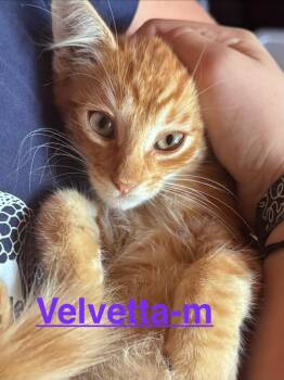 Velvetta 26 -  Tabby and Domestic Short Hair Cat for Adoption in Brookhaven, Mississippi - Velvetta 26 | PetCurious