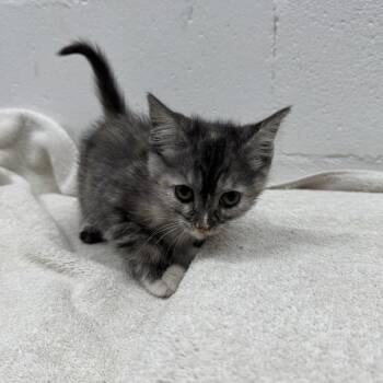 Anne Hathaway -  Domestic Short Hair Cat for Adoption in Brentwood, Missouri - Anne Hathaway | PetCurious