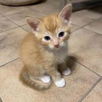 Smashing Pumpkins -  Domestic Short Hair Cat for Adoption in Hemet, California - Smashing Pumpkins | PetCurious