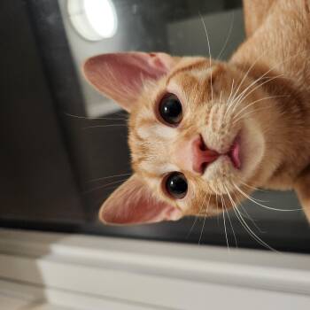 Lorek-Must be adopted as a buddy cat -  Domestic Short Hair Cat for Adoption in Toronto, Ontario - Lorek-Must Be Adopted As A Buddy Cat | PetCurious