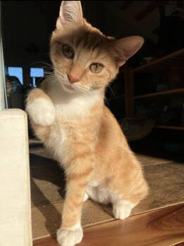 Rescue Domestic Short Hair Cats for Adoption in Calverton, Maryland - Magby | PetCurious