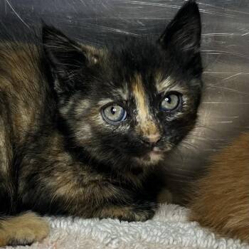 Twila -  Domestic Short Hair Cat for Adoption in Palm Springs, California - Twila | PetCurious