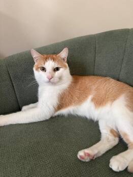 Mather Redrock -  American Shorthair and Tabby Cat for Adoption in Homestead, Florida - Mather Redrock | PetCurious