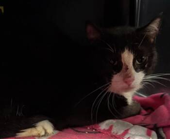 SEUSS -  Domestic Short Hair Cat for Adoption in Dallas, Texas - SEUSS | PetCurious