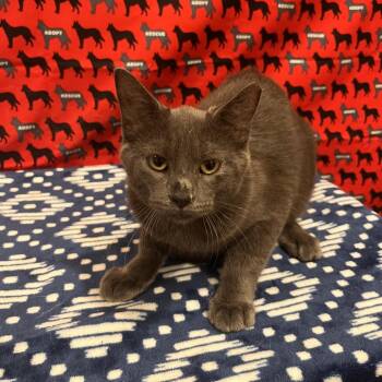 Rambo -  Domestic Short Hair Cat for Adoption in Washburn, Missouri - Rambo | PetCurious