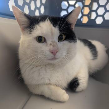 Domestic Short Hair Cats Available for Adoption - Amore | PetCurious
