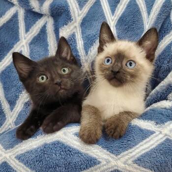 Gibson & Jura -  Siamese and Domestic Short Hair Cat Available for Adoption in Ottawa, Illinois - Gibson & Jura | PetCurious