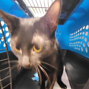 Mama Mia -  Domestic Short Hair Cat for Adoption in New Fairfield, Connecticut - Mama Mia | PetCurious