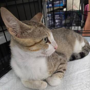 Blondie -  Domestic Short Hair Cat for Adoption in San Antonio, Texas - Blondie | PetCurious